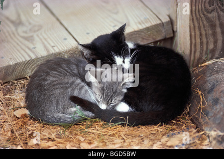 Une paire de chatons sieste à une vieille grange Banque D'Images