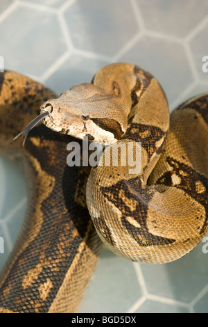 Boa Constrictor Constrictor constrictor (). Banque D'Images