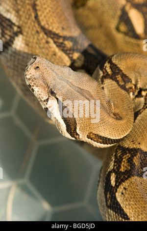 Boa Constrictor constrictor (Constritor). Banque D'Images