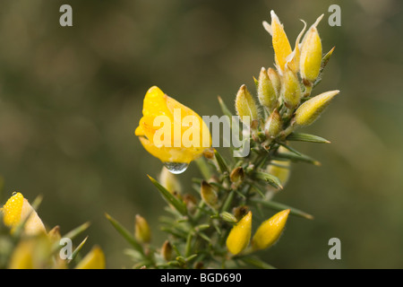 Fleurs jaune vif et rigide, sillonné d'épines sur les feuilles de l'ajonc (Ulex europaeus). Également appelé Furze et Whin. Banque D'Images