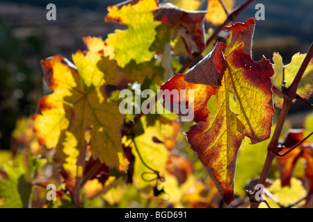 Tournantes de feuille de vigne à l'automne sur une colline vinyard dans Tenerife Espagne Banque D'Images