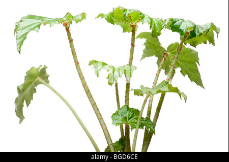 Isolatsd objet sur fond blanc chambre plante macro Banque D'Images