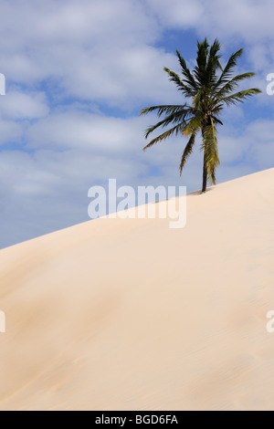 Cocotier (Cocos nucifera) on sand dune contre blue cloudy sky Banque D'Images