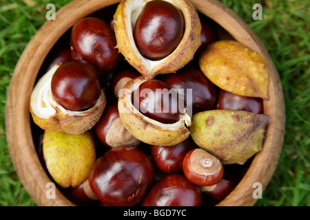 Conkers recueillies en Ecosse, Royaume-Uni Banque D'Images