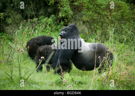 Mountain Gorilla gorilla berengei berengei Silverback w/ Jeune Afrique Rwanda Banque D'Images