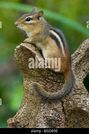 Chipmunk de l'est perché sur une souche Tamias striatus de l'est de l'Amérique du Nord, par Skip Moody/Dembinsky photo Assoc Banque D'Images