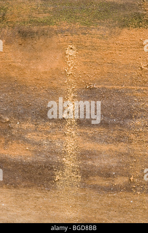 Woodworm Golf Polo (Anobium punctatum). Trou foré dans le bois et 'frass' réalisé par les larves avant d'émerger comme un scarabée. Banque D'Images