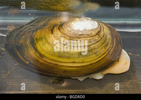 Swan moule Anodonta cygnea. Dans un aquarium, avec l'extension partielle de 'Pied'. Pris dans un étang net pendage. Norfolk, Angleterre. Banque D'Images