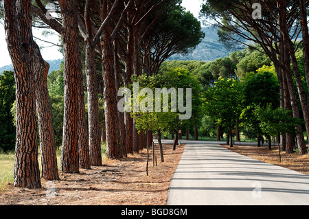 L'une des routes menant à l'Escorial à Madrid, Espagne. UNESCO World Heritage Site. Banque D'Images