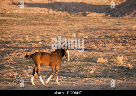 Baby Wild Horse colt Equus ferus caballus Nevada Banque D'Images