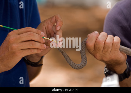 Les biologistes qui étudient à points Double Crotale de l'Ouest (Crotalus pricei pricei) - Arizona - USA -queue de peinture à des fins d'identification Banque D'Images