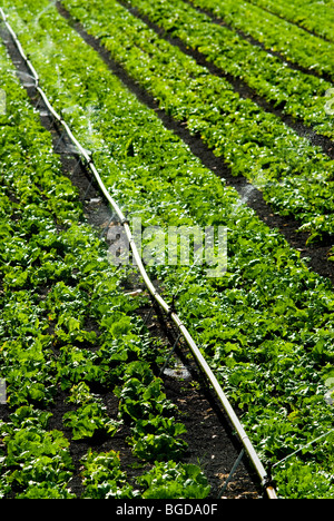 L'irrigation des cultures de laitue Banque D'Images