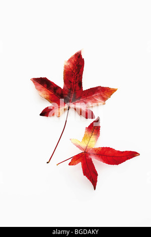 Copalme d'Amérique, Redgum (Liquidambar styraciflua), les feuilles d'automne Banque D'Images