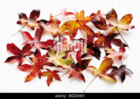 Copalme d'Amérique, Redgum (Liquidambar styraciflua), les feuilles d'automne Banque D'Images