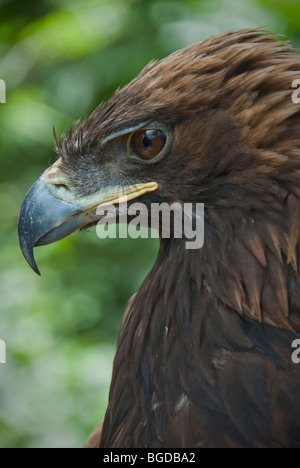 Close up of a Golden Eagle, Kirghizistan Banque D'Images