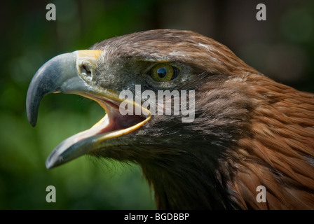 Fermer : d'un aigle doré, Kirghizistan Banque D'Images