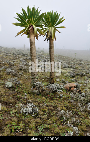 Lobelia géant sur le plateau de Sanetti, Bale Mountains National Park, Oromo, Ethiopie, Afrique Banque D'Images