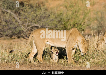 Lion, lionne avec cub (Panthera leo), Kgalagadi Transfrontier National Park, parc national de Gemsbok, Afrique du Sud, Botswana, Af Banque D'Images