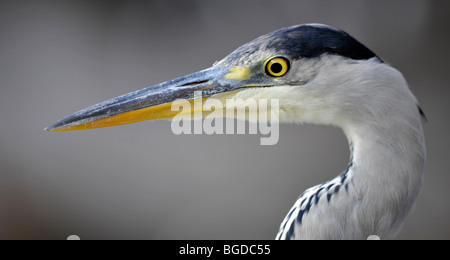 Héron cendré (Ardea cinerea) Banque D'Images