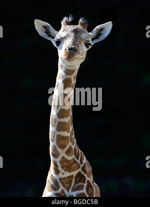 Girafe réticulée ou somaliens Girafe (Giraffa camelopardalis reticulata), juvénile Banque D'Images