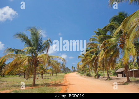 La route de tofo dans la province d'Inhambane, dans le sud du Mozambique, avec des cocotiers et les chemins de terre rouge caractéristique. Banque D'Images