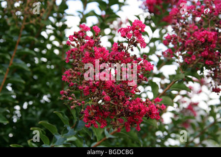 Crape Myrtle, Crapemyrtle, crêpe Myrtle ou Crepeflower, Lagerstroemia indica 'family', Lythraceae. Originaire de la Chine. Banque D'Images