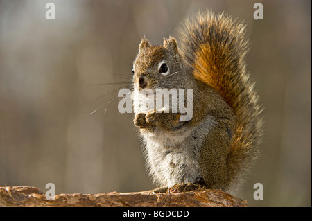 L'écureuil roux (Tamiasciurus hudsonicus) se nourrissant de graines, le Grand Sudbury, Ontario, Canada Banque D'Images