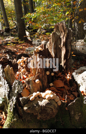 En forme de poire (Lycoperdon pyriforme vesse-de), les champignons sur souche, le parc national de Risnjak, Gorski Kotar, Croatie, Europe Banque D'Images