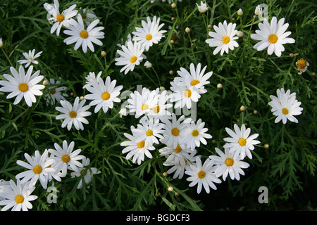 Marguerite Marguerites, Argyranthemum frutescens subsp. canariae, Asteraceae, Îles Canaries. Marguerite, Marguerite ou Paris Daisy. Banque D'Images