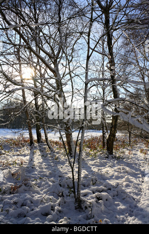 Neige sur Headley, Surrey Heath England UK Banque D'Images