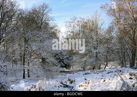 Neige sur Headley, Surrey Heath England UK Banque D'Images