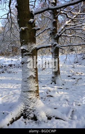 Neige sur Headley, Surrey Heath England UK Banque D'Images