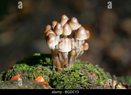 Bonnets en cluster, Mycena inclinata, Mycenaceae. Toadstools et champignons, champignons. Banque D'Images