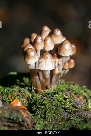 Bonnets en cluster, Mycena inclinata, Mycenaceae. Toadstools et champignons, champignons. Banque D'Images