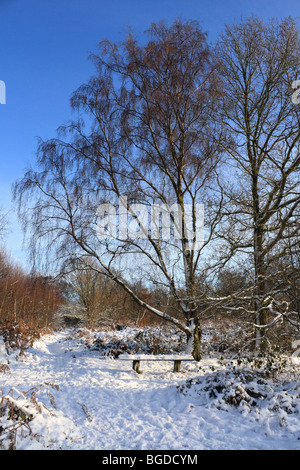 Neige sur Headley, Surrey Heath England UK Banque D'Images