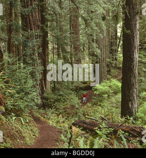 Californie - randonneur marchant à travers des bosquets de séquoia géant Prairie Creek Redwoods State Park à Redwood Parcs nationaux et d'État Banque D'Images