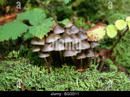 Bonnets en cluster, Mycena inclinata, Mycenaceae. Toadstools et champignons, champignons. Banque D'Images