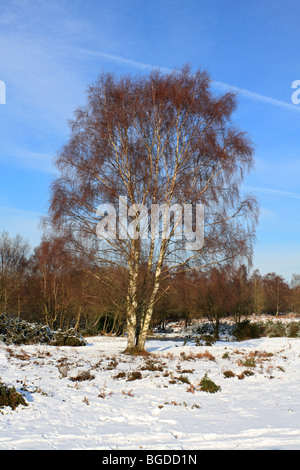 Neige sur Headley, Surrey Heath England UK Banque D'Images