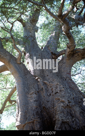 À la recherche en les branches de très gros Baobab (Adansonia digitata) 10 mètres de circonférence, Afrique du Sud Banque D'Images