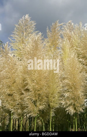 L'herbe de la pampa, Cortaderia selloana, Poaceae Banque D'Images