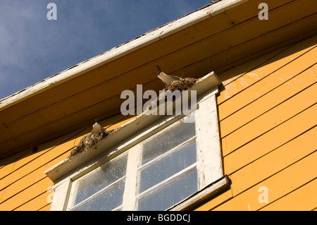 Les goélands nicheurs sur un linteau de fenêtre. Banque D'Images