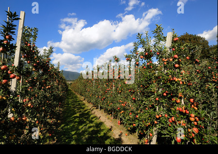 La culture de la pomme à Bressanone, le Trentin, le Tyrol du Sud, Italie, Europe Banque D'Images