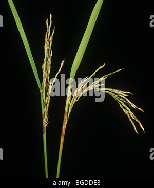 Sarocladium oryzae (gaine) sur le cou et les oreilles des plants de riz Banque D'Images