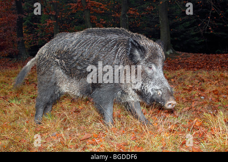 Le sanglier (Sus scrofa), krosian pendant la saison des amours à la fin de l'automne dans une forêt Banque D'Images