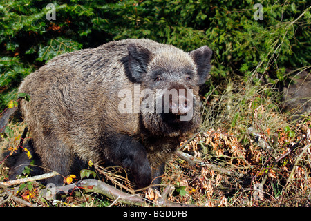 Le sanglier (Sus scrofa), semer dans une forêt Banque D'Images