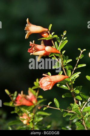 La Grenade ou pomme Granate se poursuit, Punica granatum 'Hazel Hyde', Lythraceae (Punicaceae), originaire d'Asie du Sud-Ouest. Banque D'Images