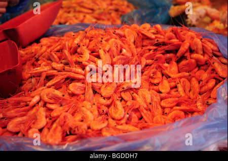 Crevettes fraîchement pêchés dans le marché aux poissons de Bergen, Norvège, Scandinavie, dans le Nord de l'Europe Banque D'Images