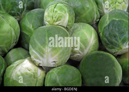 Le chou de Bruxelles (Brassica oleracea) Banque D'Images