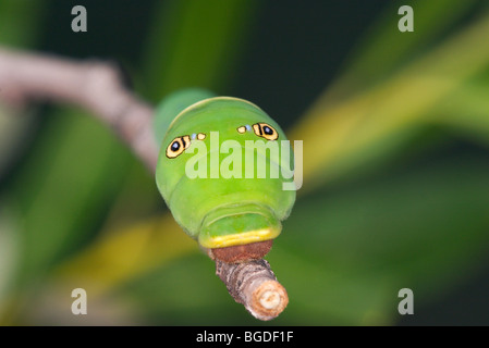 Western Tiger Swallowtail chenille ou larve Banque D'Images