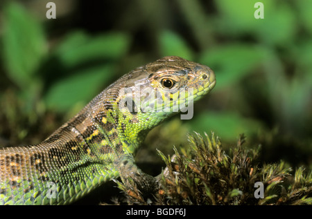 Sand lizard (Lacerta agilis) portrait, homme Banque D'Images